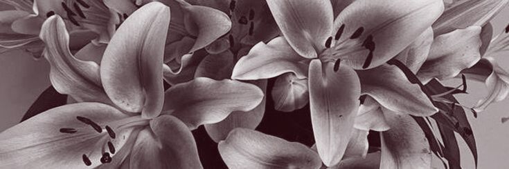 CLARABELL HALE. banner