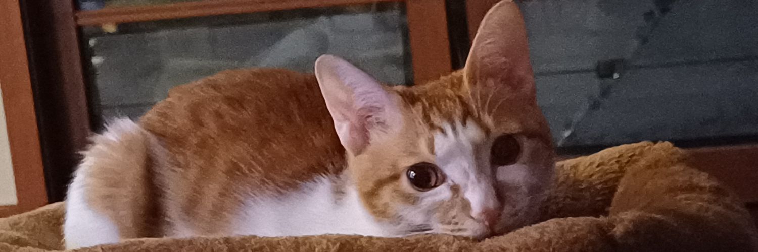 탱자(냥이)'s banner