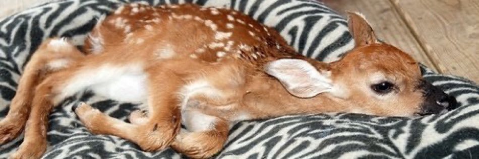 mae .｡.:* 𐂂 banner