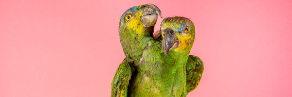Ripleys Profile Banner