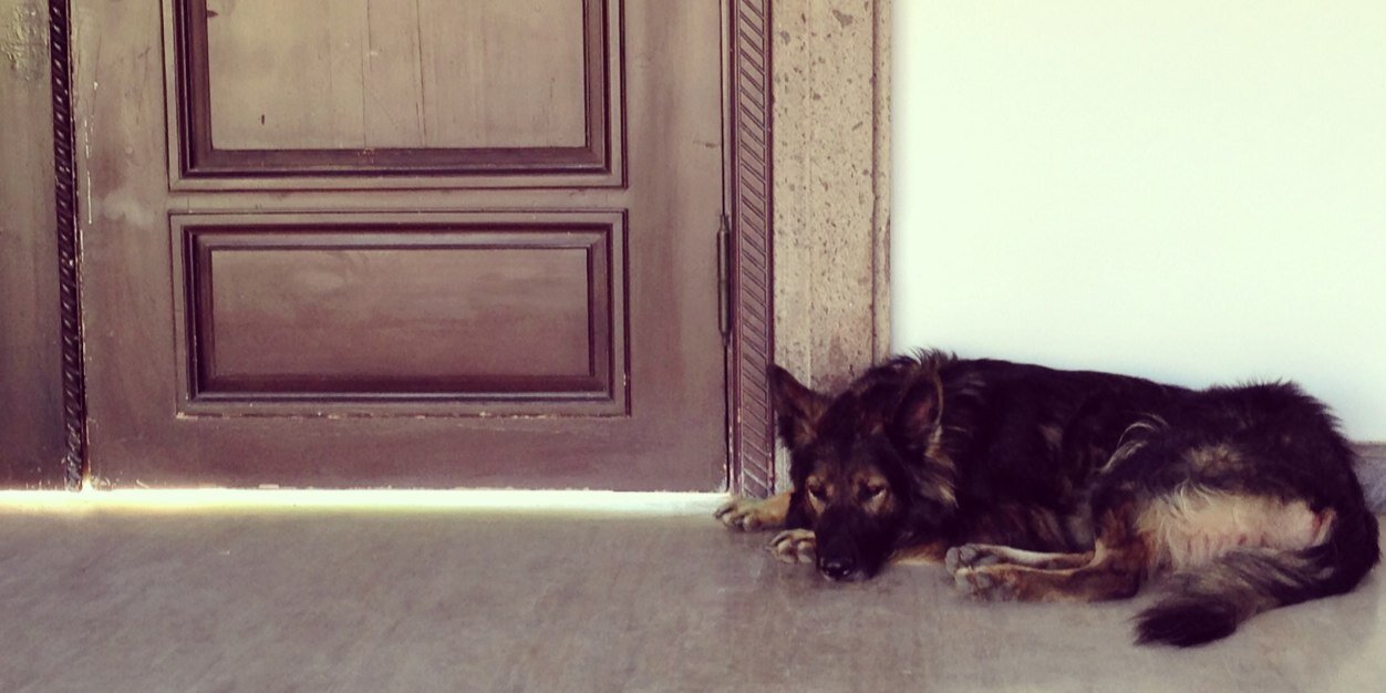 PoochStaysToo's profile banner image