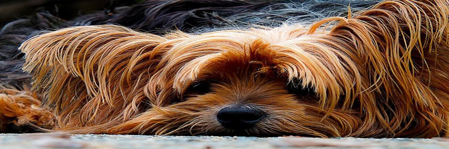 HypoDogFood's profile banner image