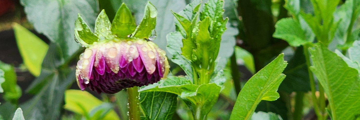 송경 (松徑) 소나무 숲 속에 난 작은 길. banner