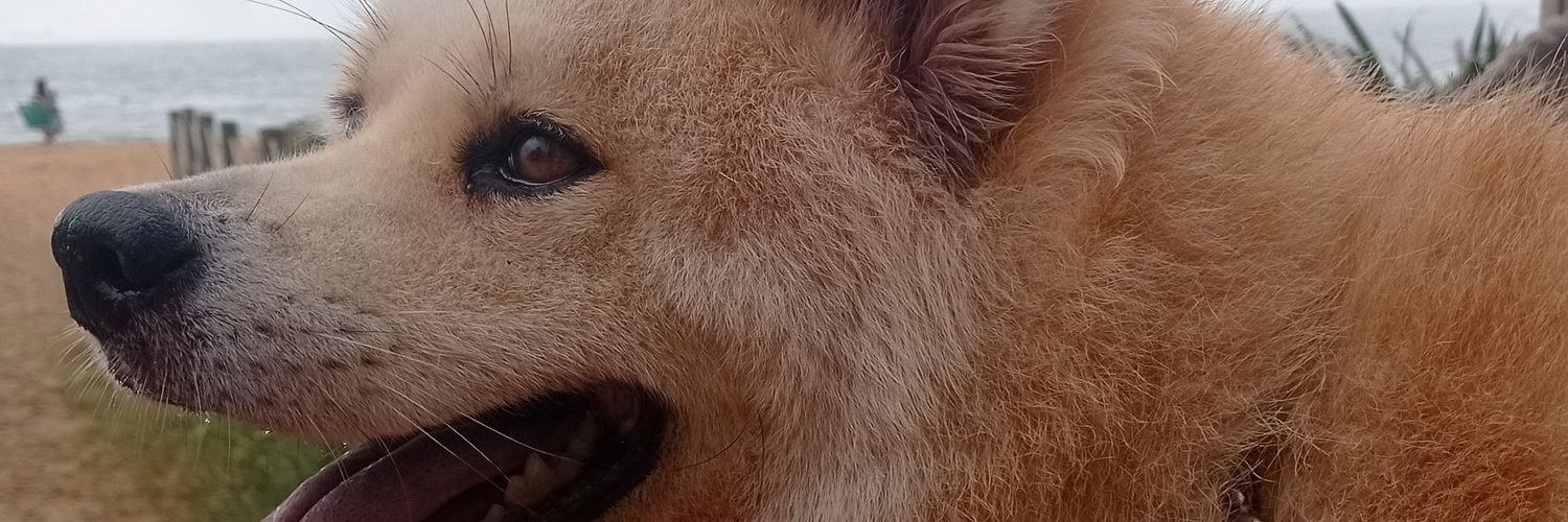 Pedro Scalasans banner