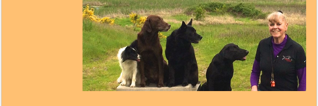 fastpup's profile banner image