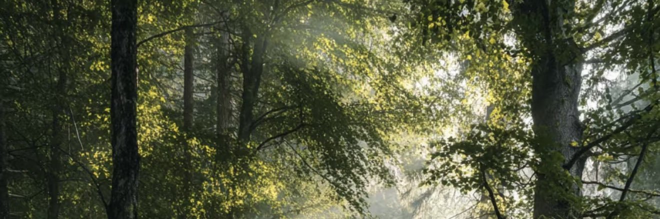 𝑪𝒐𝒍𝒂. banner