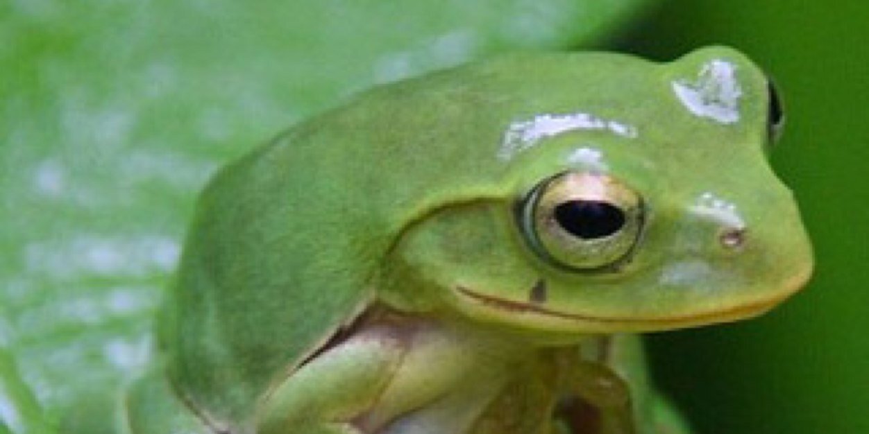 manahahapenguin's profile banner image