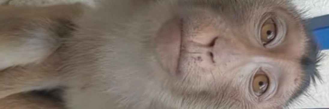 le mec qui aime les singes là banner