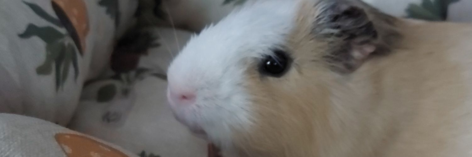 florejw's profile banner image