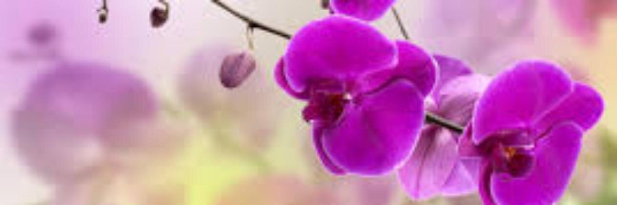 Ingrid Dominguez banner