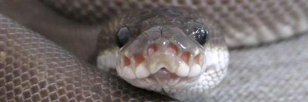 ballpython_s Profile Banner