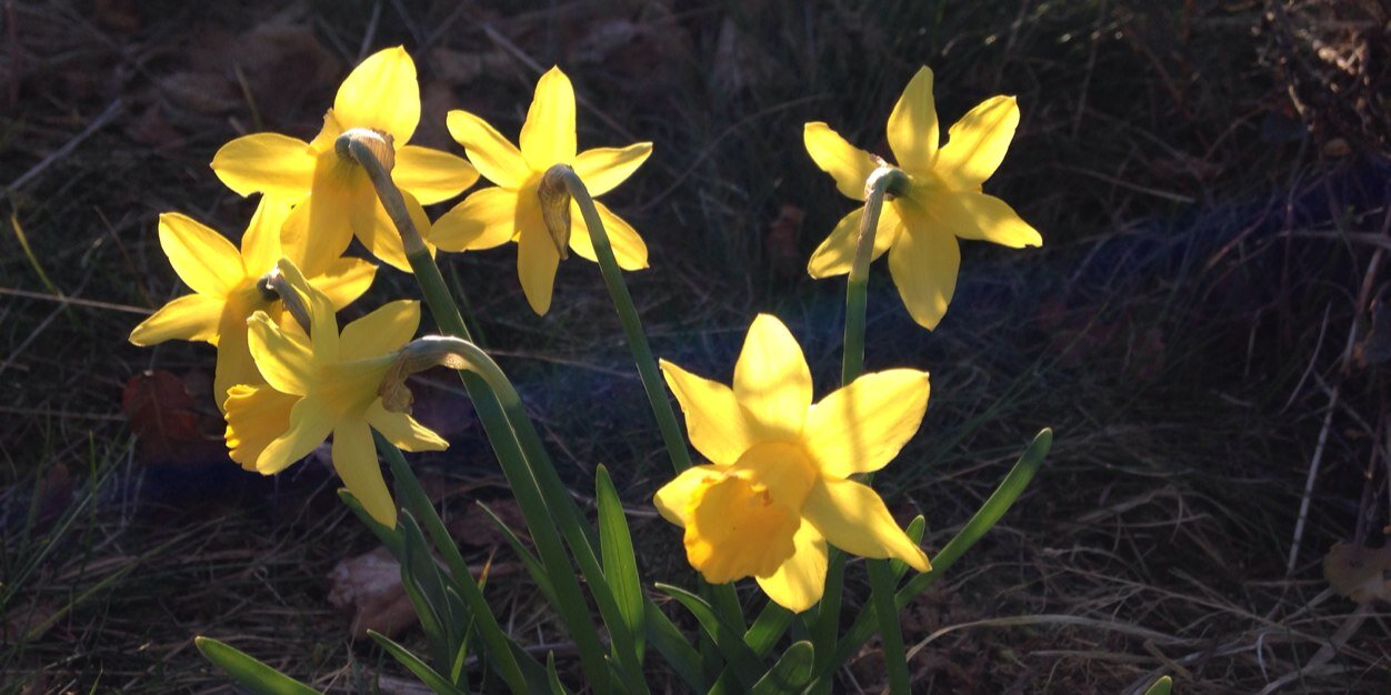 Wild_Flower00's profile banner image