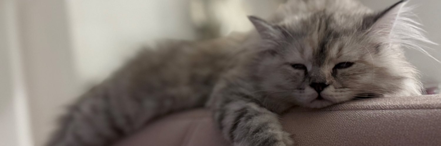 sunshine 🕊️ banner