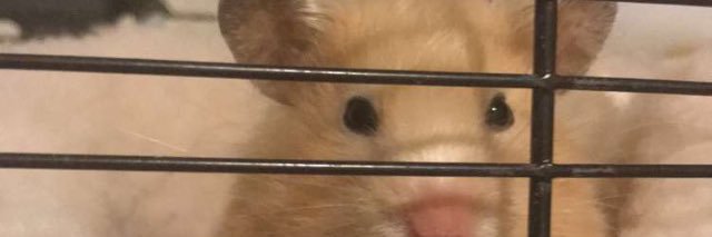 hell0KT's profile banner image