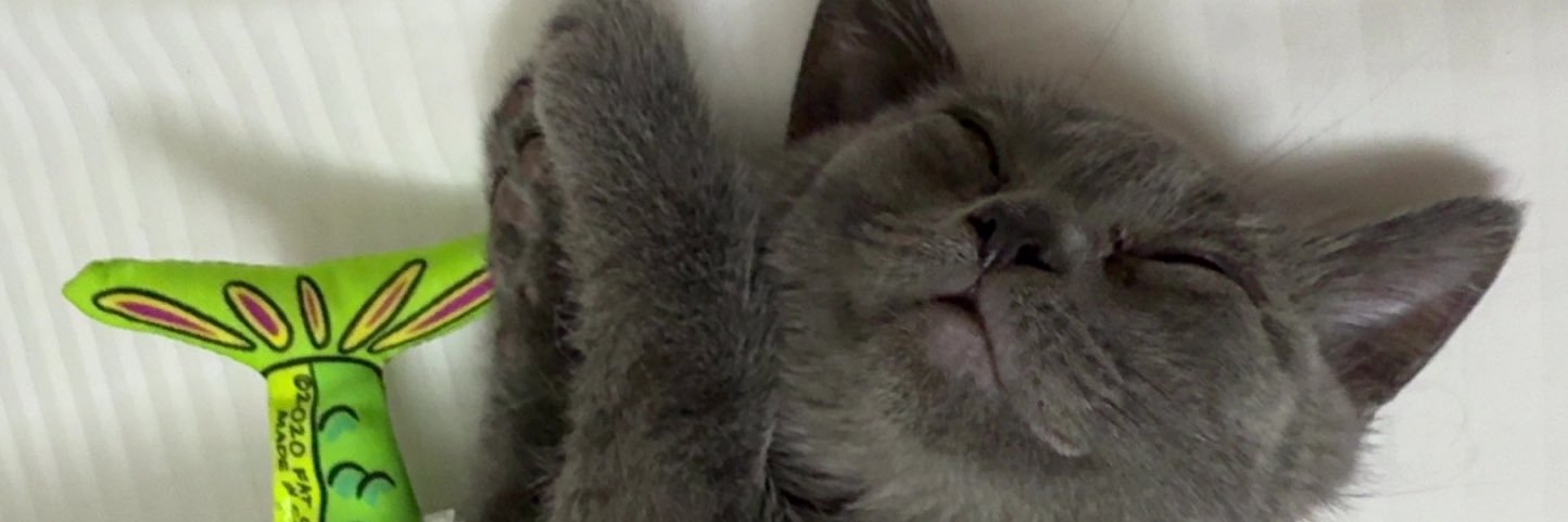 froggy_0ff's profile banner image