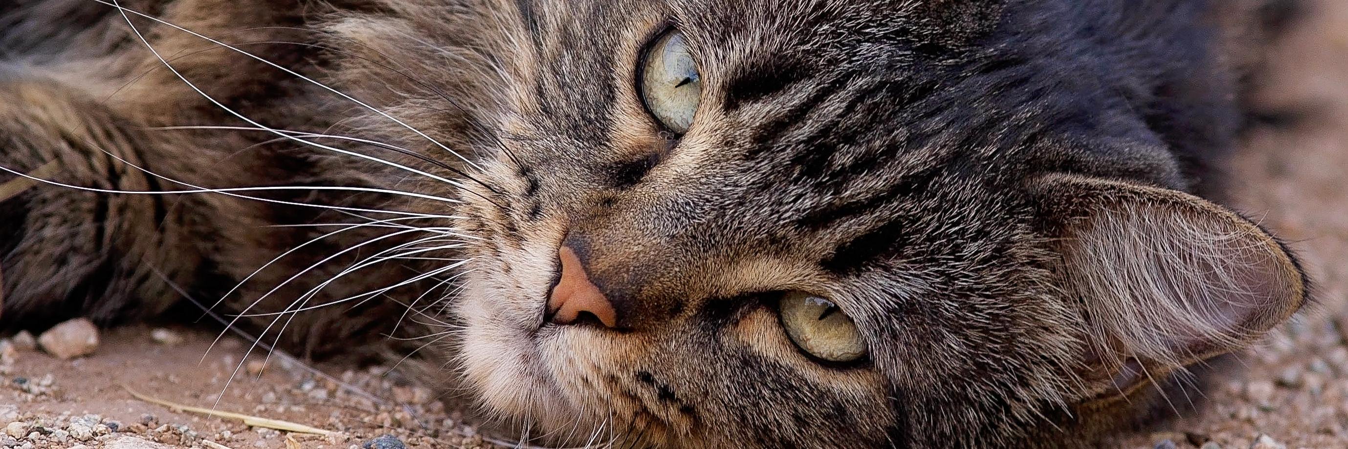 PetsWeekly banner