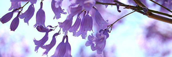 sayobonito Profile Banner