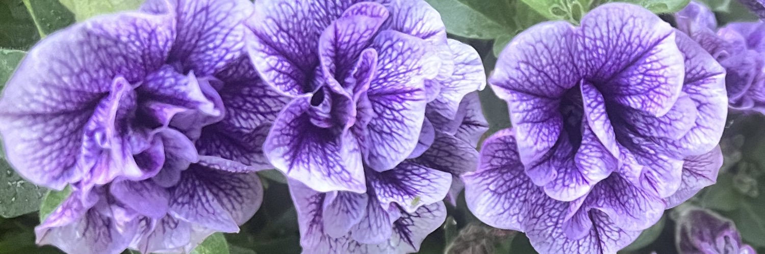 Jacinta_Deb's profile banner image