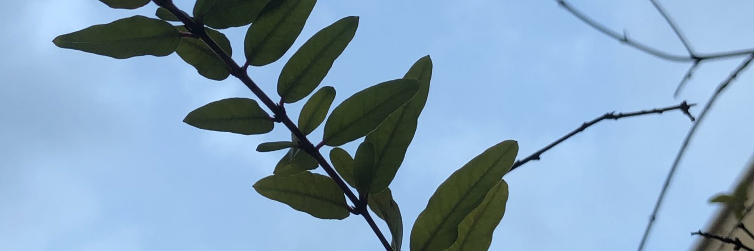 melogabb's profile banner image