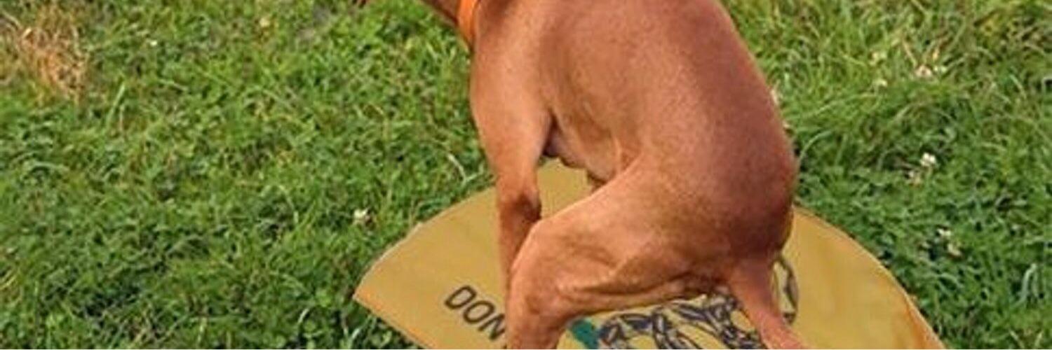 ImADemAndRepub's profile banner image