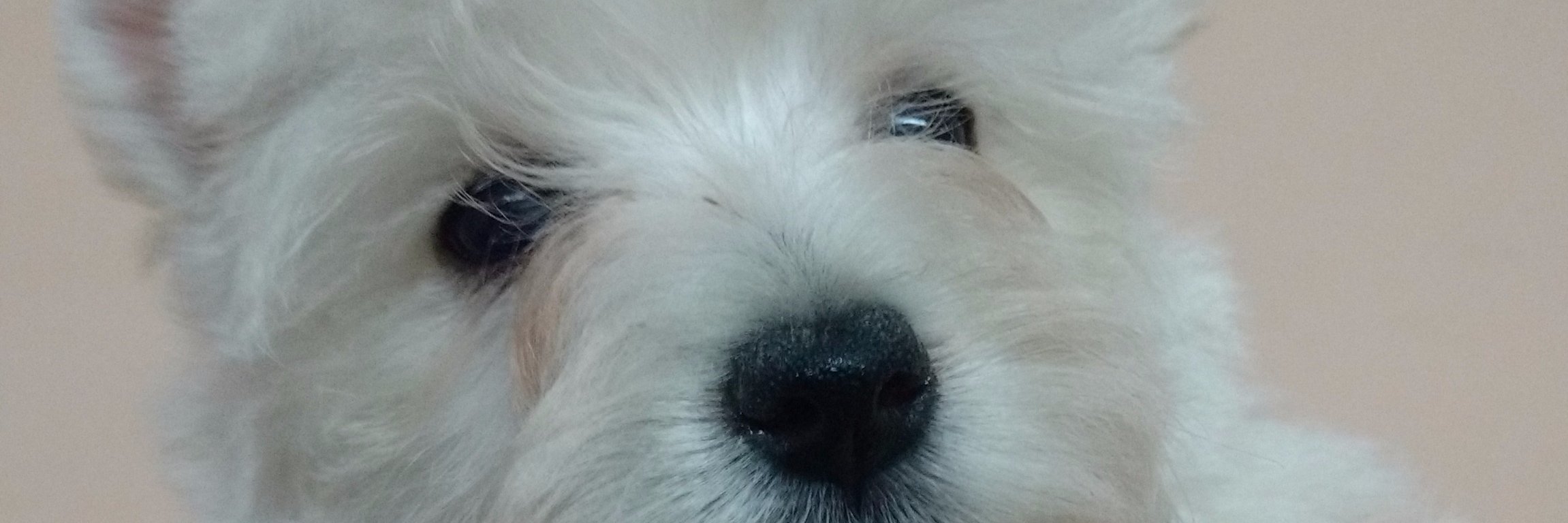 SabreKennel's profile banner image