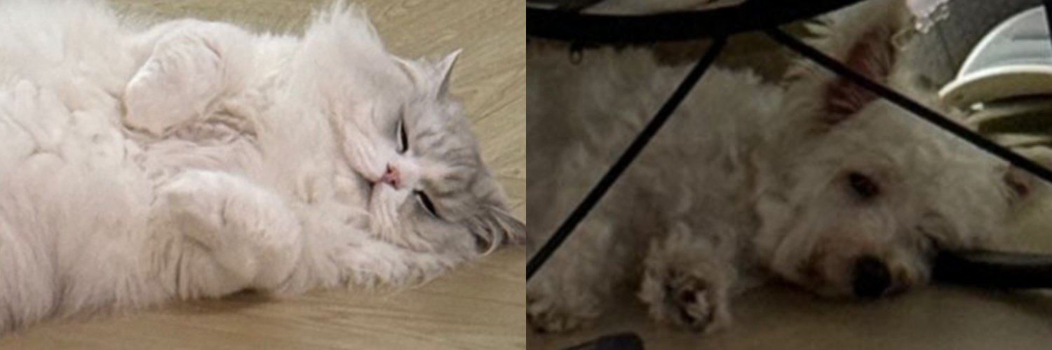 🍒 CHERRY 이이 👑🥣 🇵🇸2.0 banner