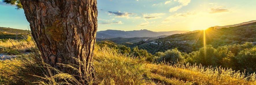 HealthyLivingNow banner