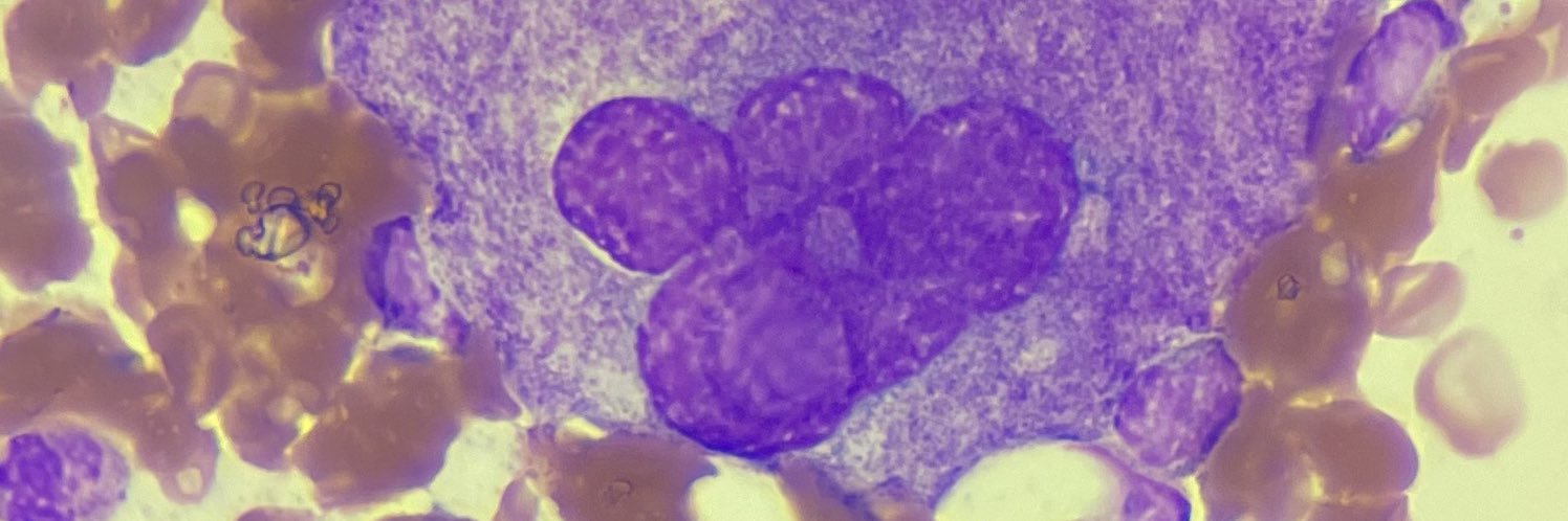 Grupo Trasplante INC banner