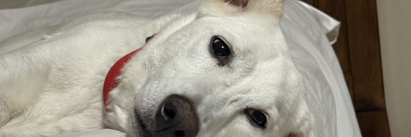 imoto36 Profile Banner