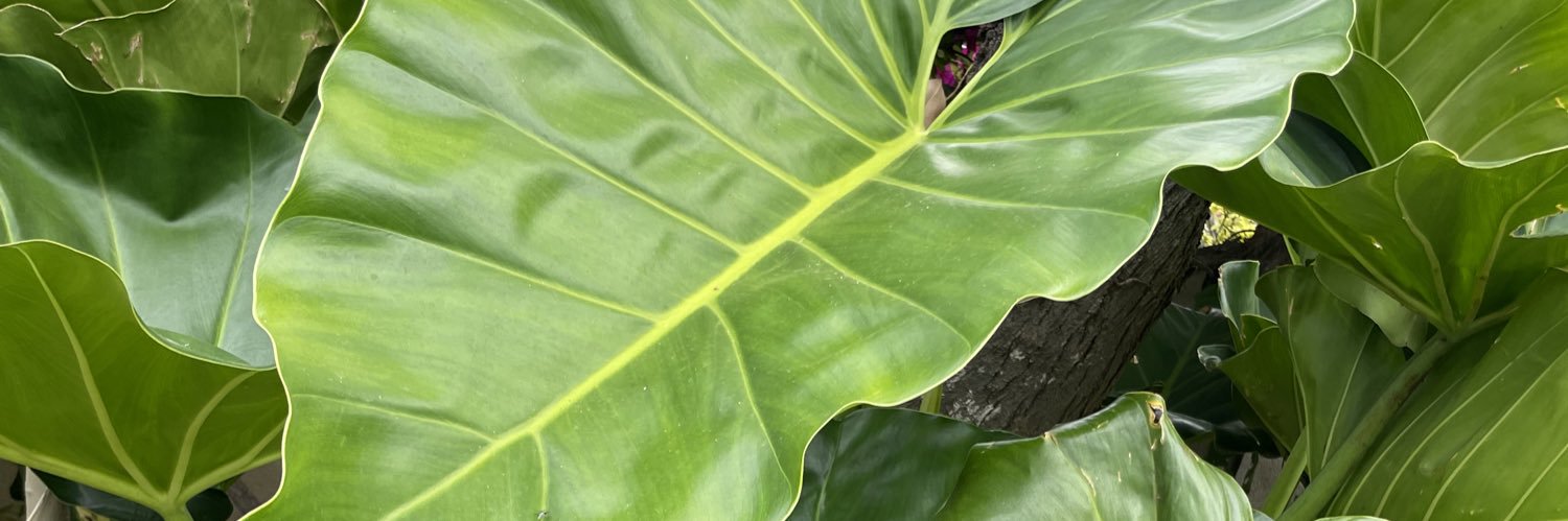 Jesse Boykins III banner