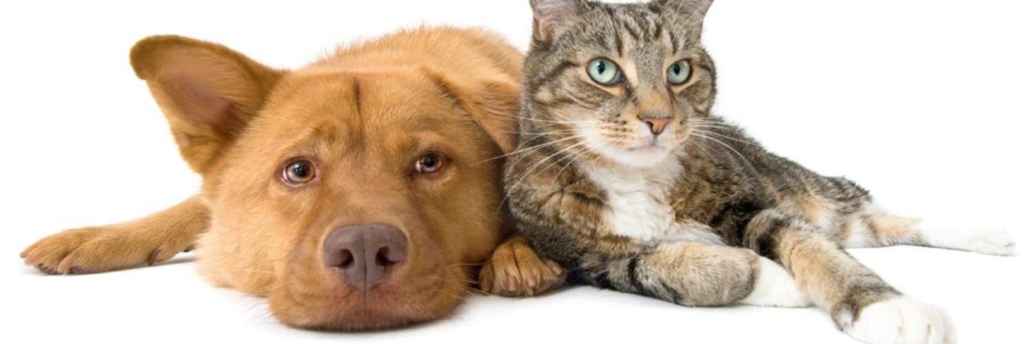 Phoenix Animal Resc. banner