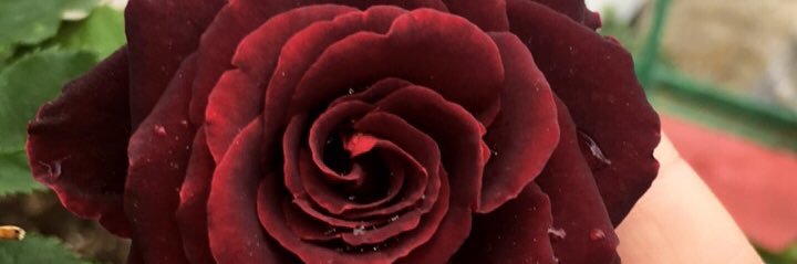 EmanuelaFogaa's profile banner image