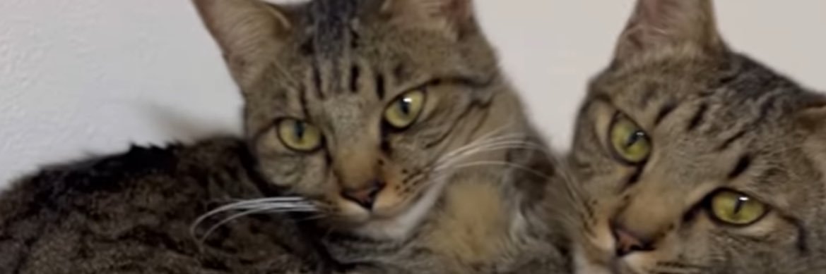 Claire ふち banner