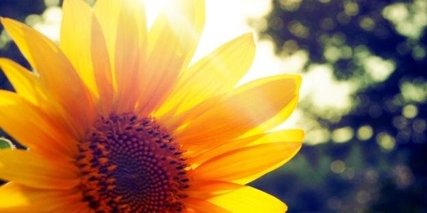 Alexa_Trev's profile banner image