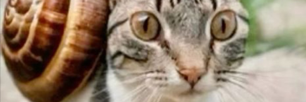 masscat 🐈 banner