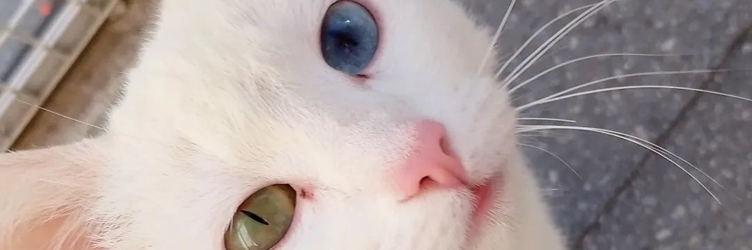 Luuuchilo's profile banner image