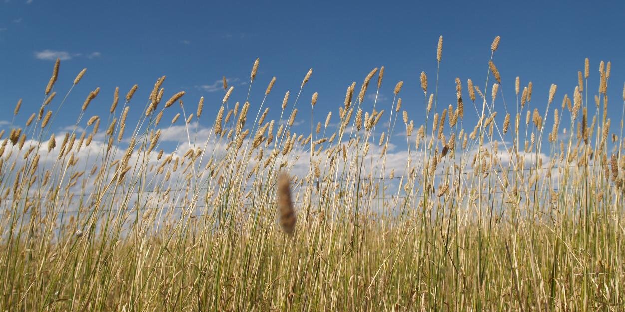 Scacheson's profile banner image