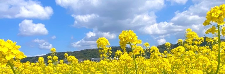 ゆずず banner