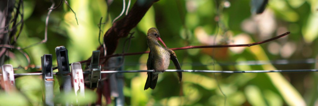 Federico Lizzi banner