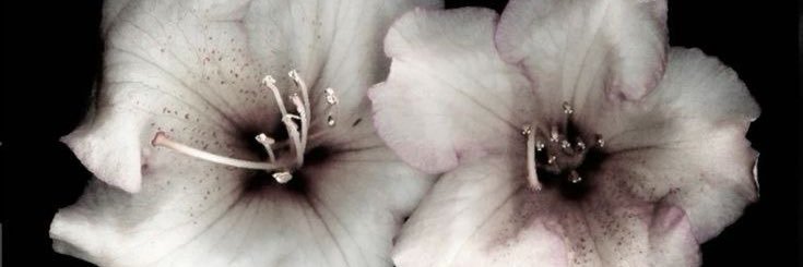♱ may banner