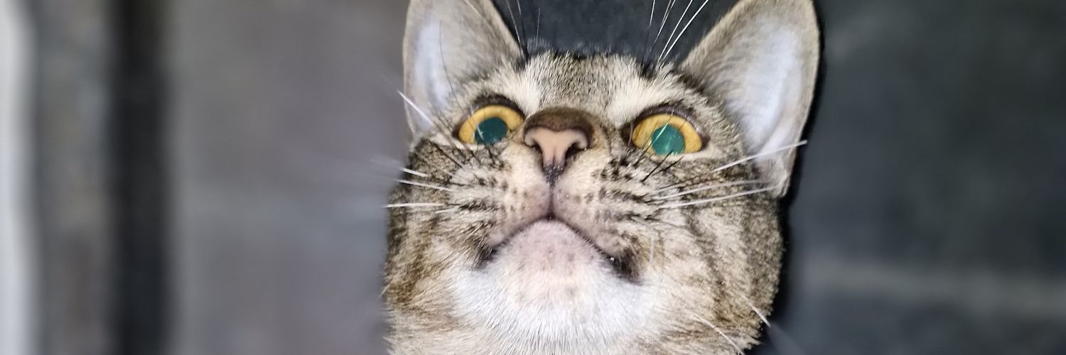 rnrllnbns's profile banner image