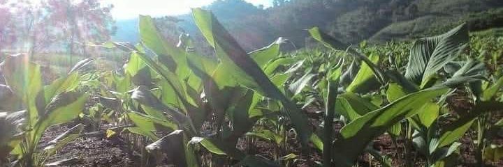 Thanh Nghệ | Clara Herbal banner