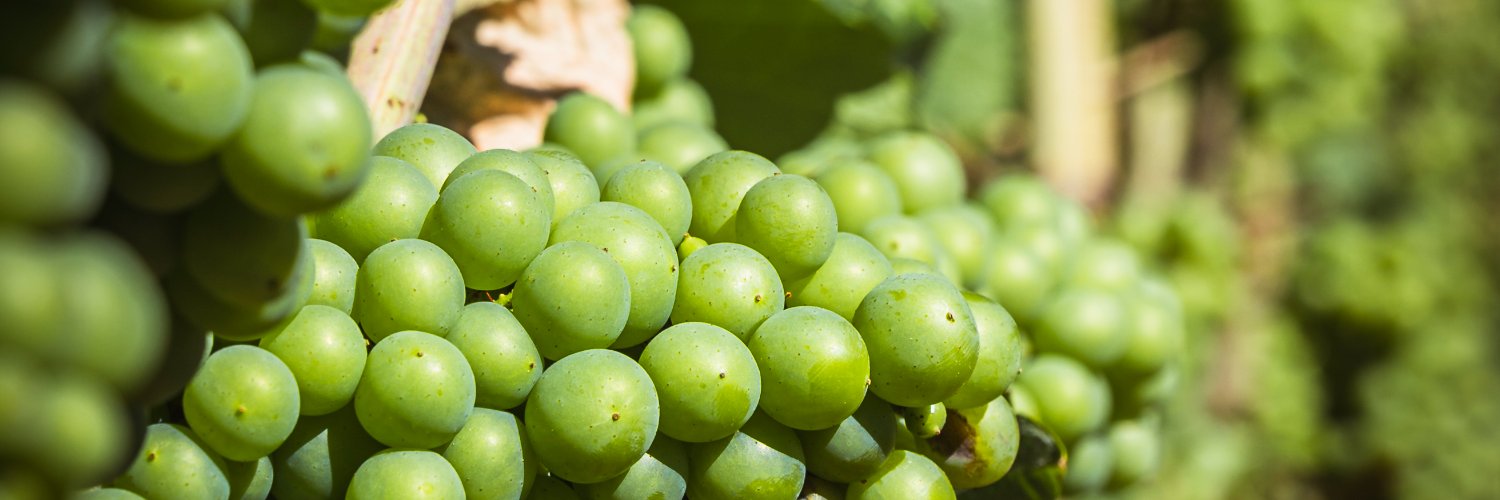 Sauvignonline's profile banner image