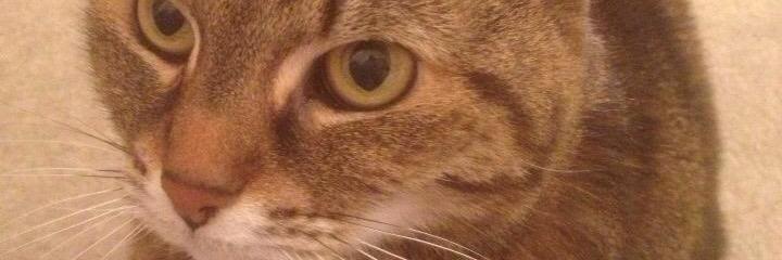 maddog74's profile banner image