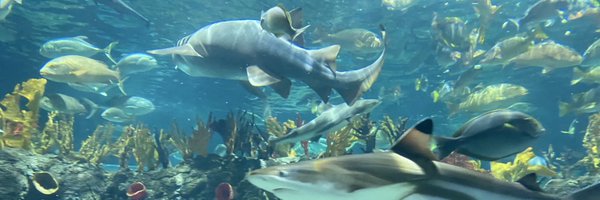 Fishy_Tank_06 Profile Banner