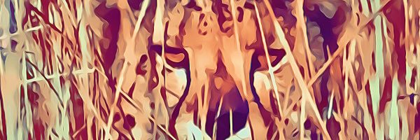 MimoMongy's profile banner image