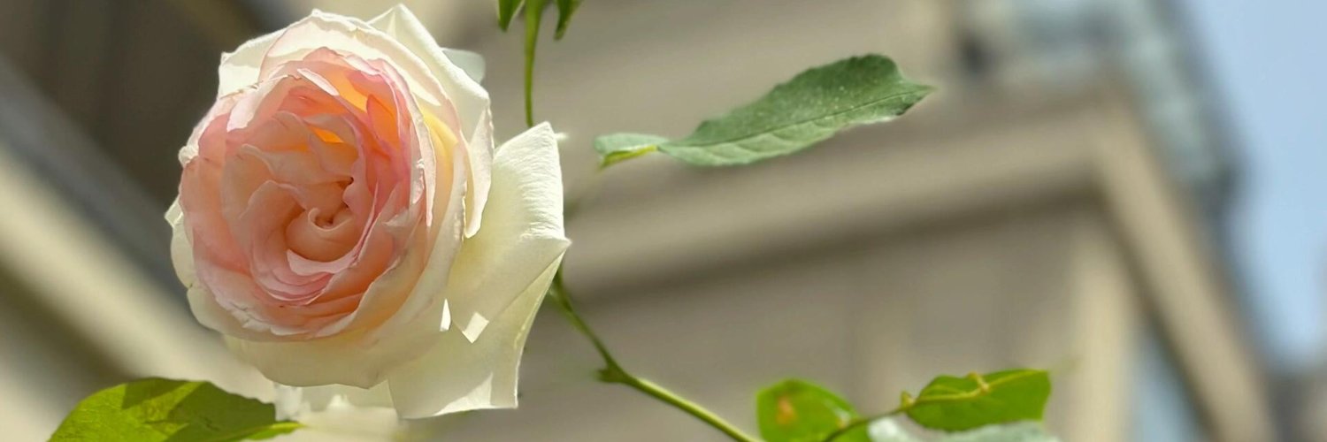 LilyNotes__'s profile banner image