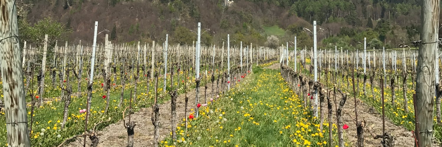 winetoursCH's profile banner image
