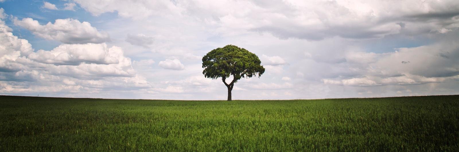Tree (@TreeFCB) / Posts / X