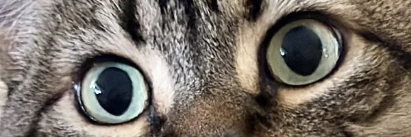 SteveDanuser Profile Banner